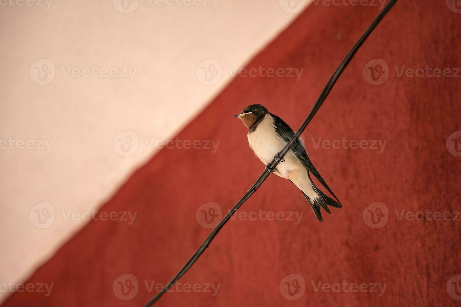 sozinho andorinha pássaro sentado em uma fio às vermelho fundo. fechar acima foto