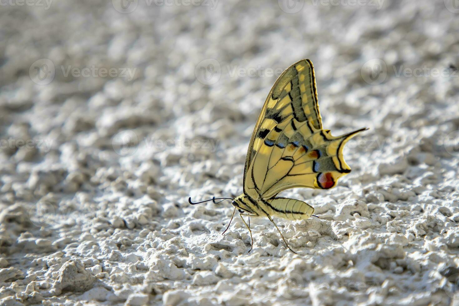 surpreendente colorida borboleta sentado em a branco parede, borrado fundo com cópia de espaço foto