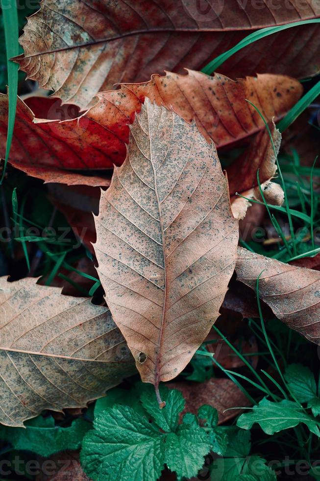 folhas marrons secas na temporada de outono foto