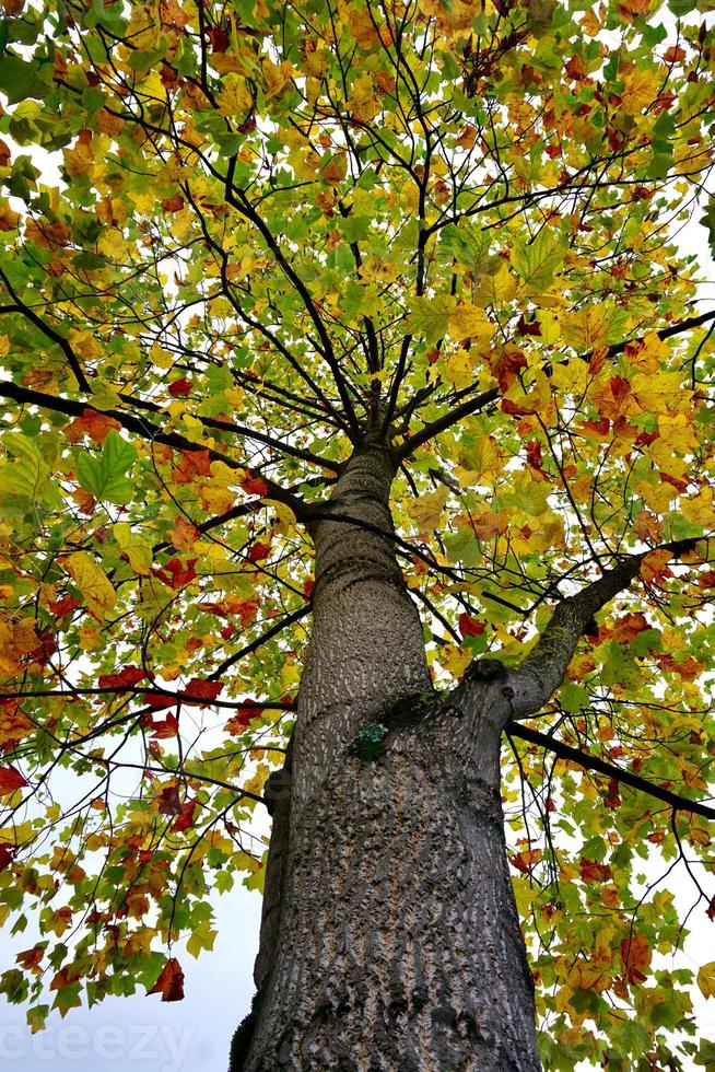 árvores com folhas amarelas na temporada de outono foto