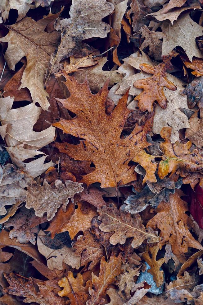 folhas marrons secas na temporada de outono foto