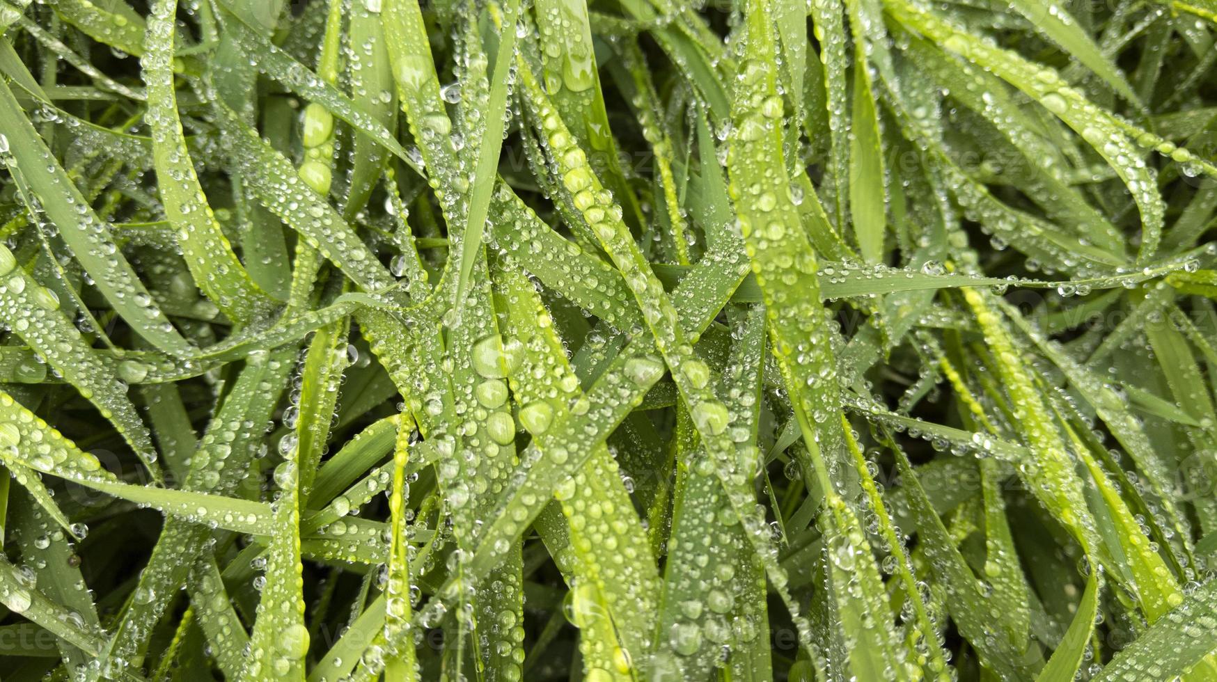 grama verde depois da chuva com gotas de água foto padrão natural