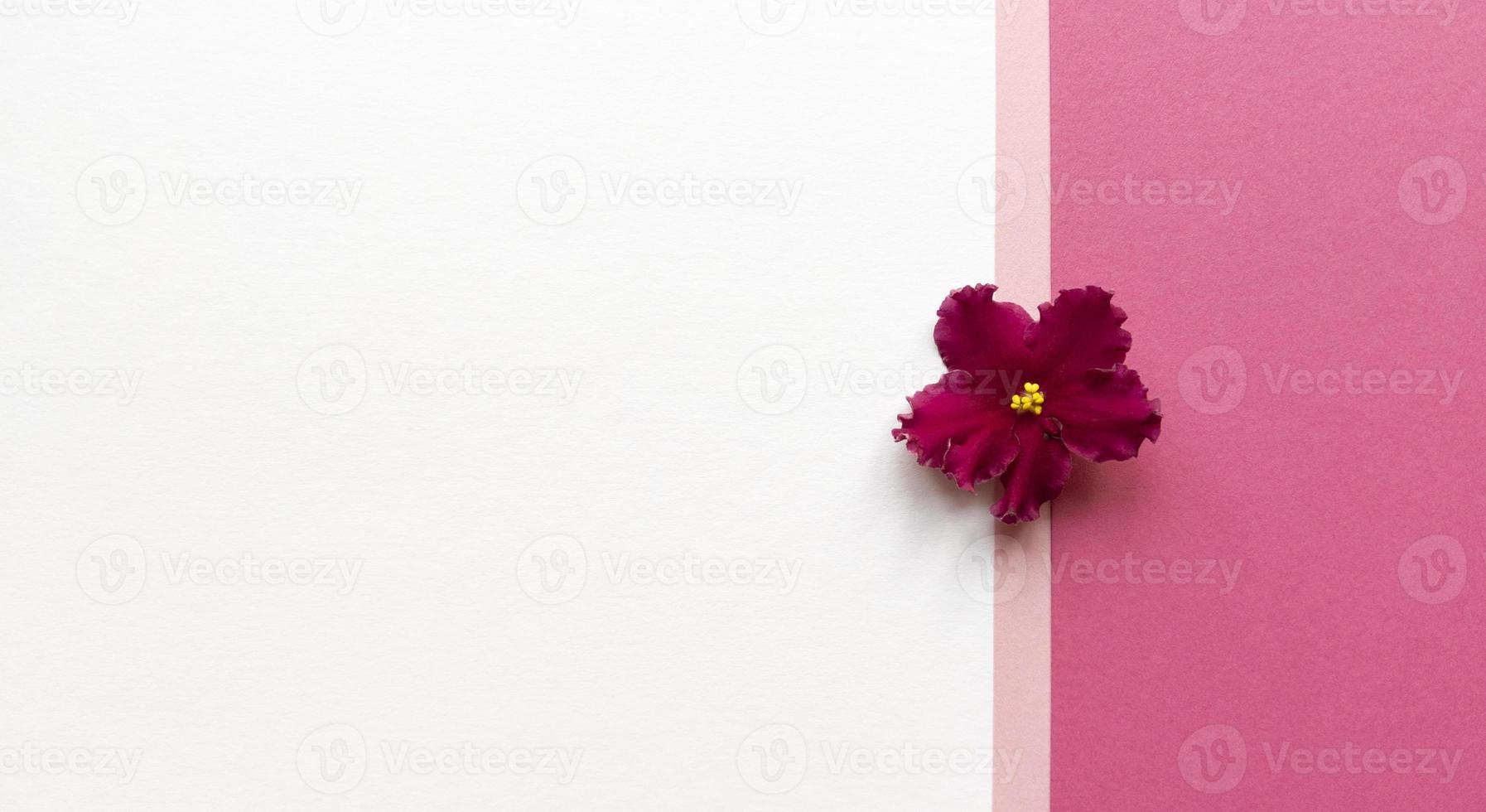 flor de planta violeta em fundo branco e rosa plano simples lay com textura pastel moda eco conceito estoque foto