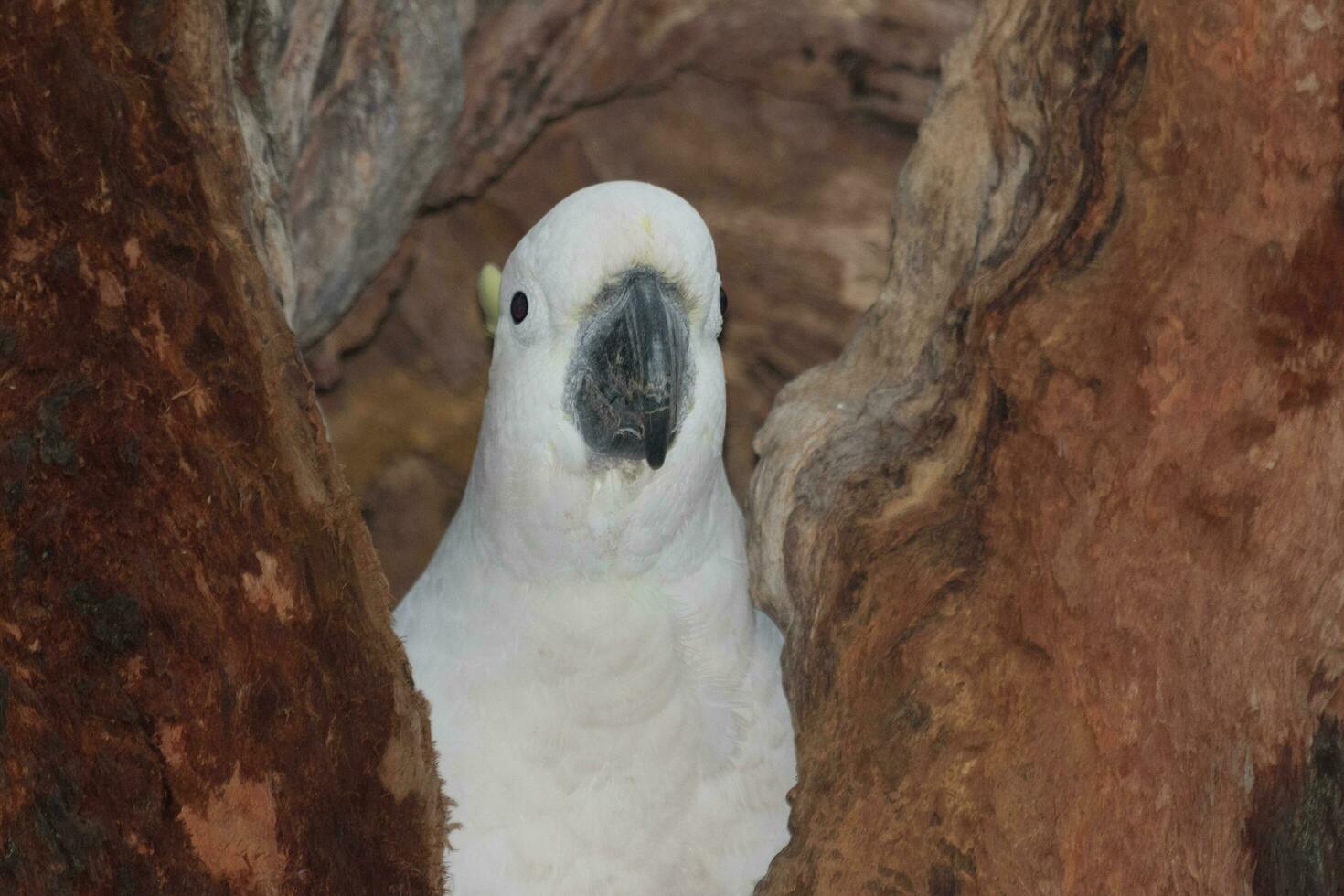 com crista de enxofre cacatua dentro Austrália foto