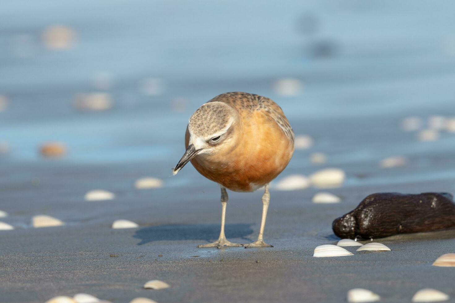 Novo zelândia dotterel foto