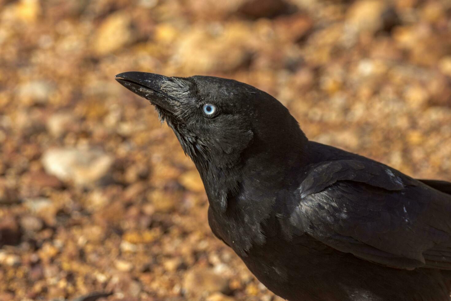 torresiana Corvo dentro Austrália foto