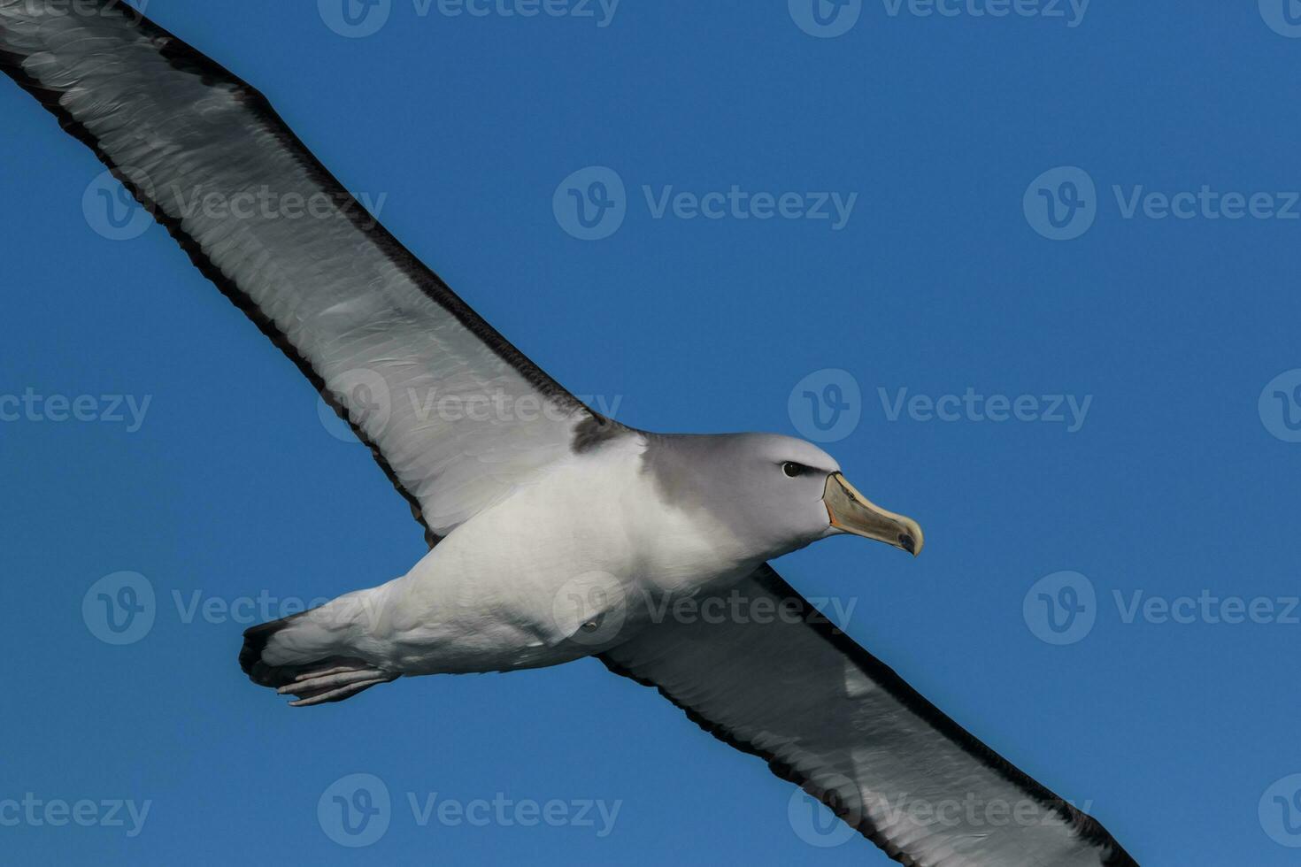 de salvin mollymawk albatroz foto