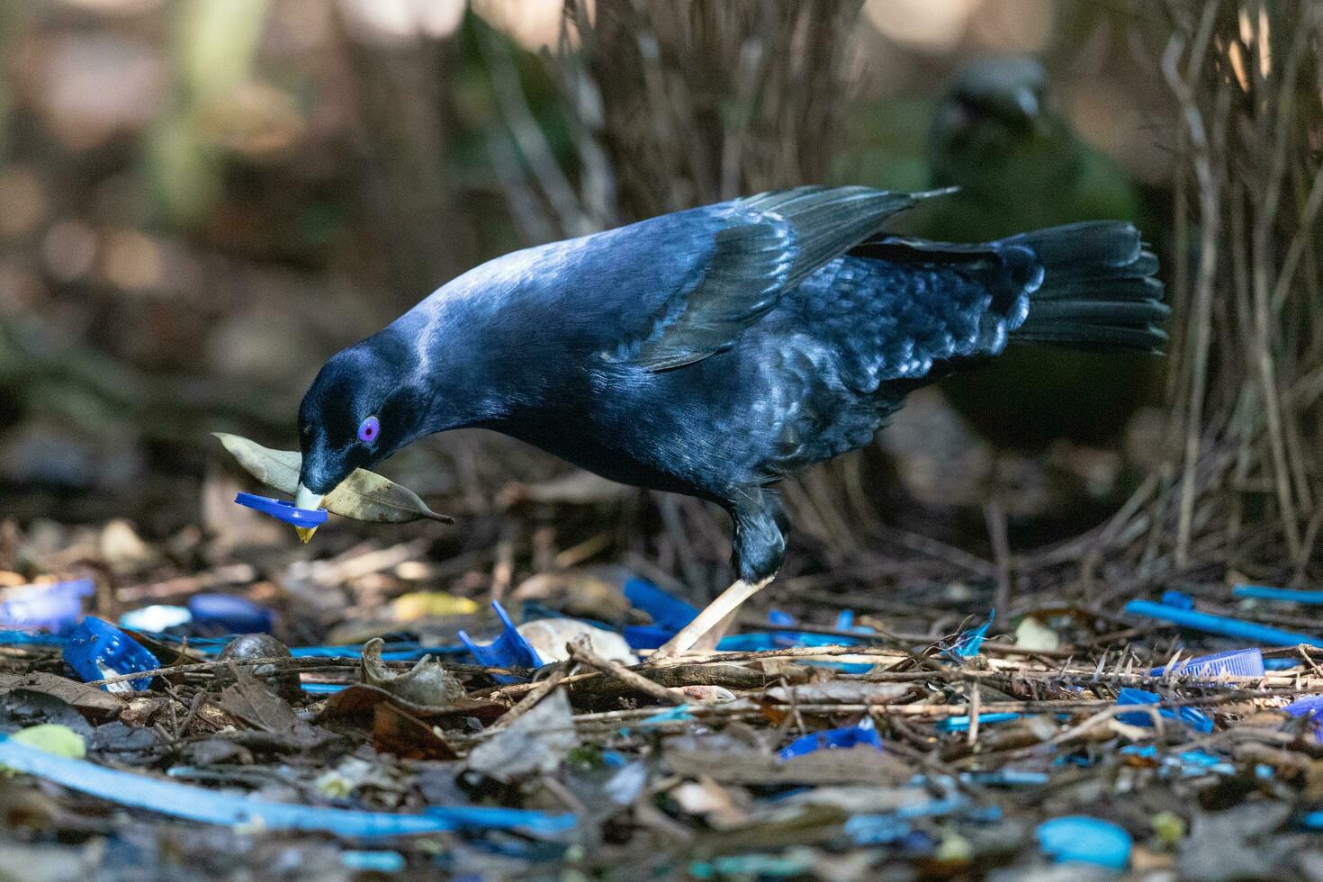 cetim Bowerbird dentro Austrália foto