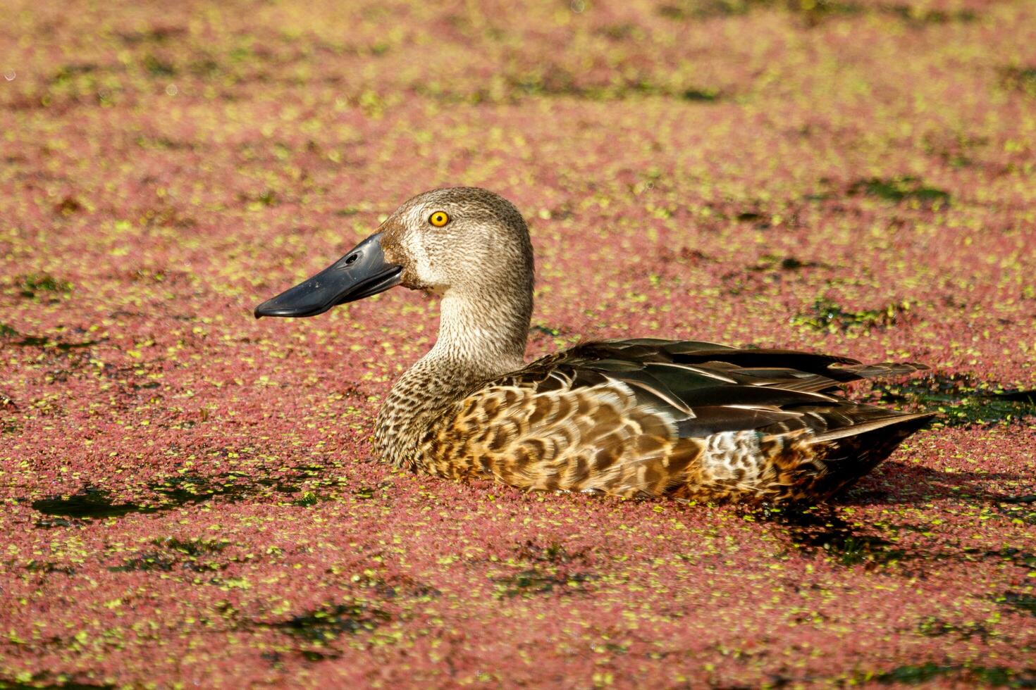 australasiano pá Pato foto