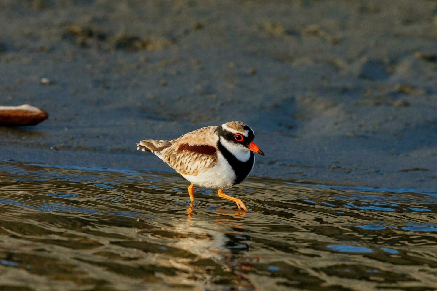 de frente negra dotterel dentro australasia foto