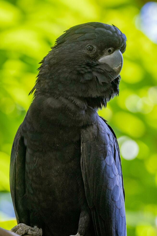 de cauda vermelha Preto cacatua dentro Austrália foto