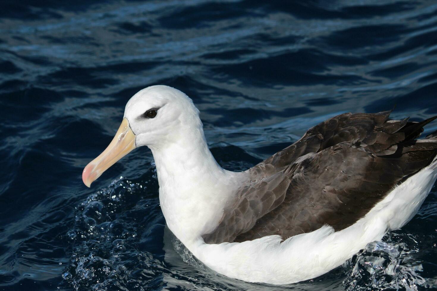 sobrancelha negra albatroz dentro australasia foto