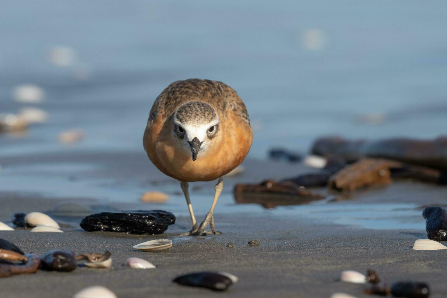 Novo zelândia dotterel foto