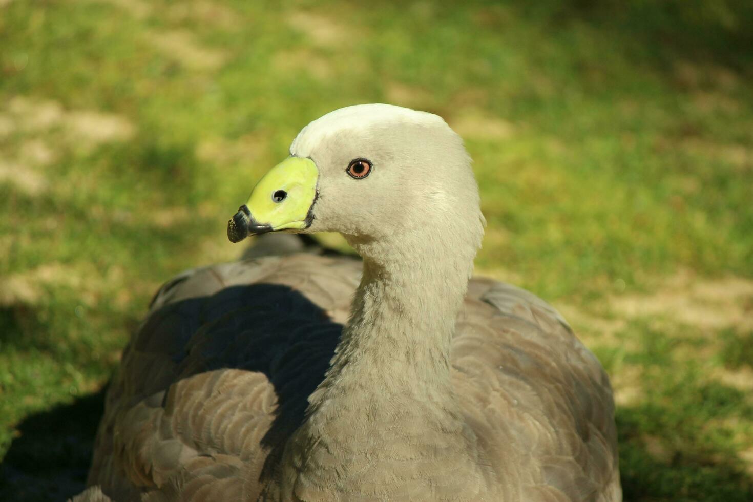 capa estéril Ganso dentro Austrália foto