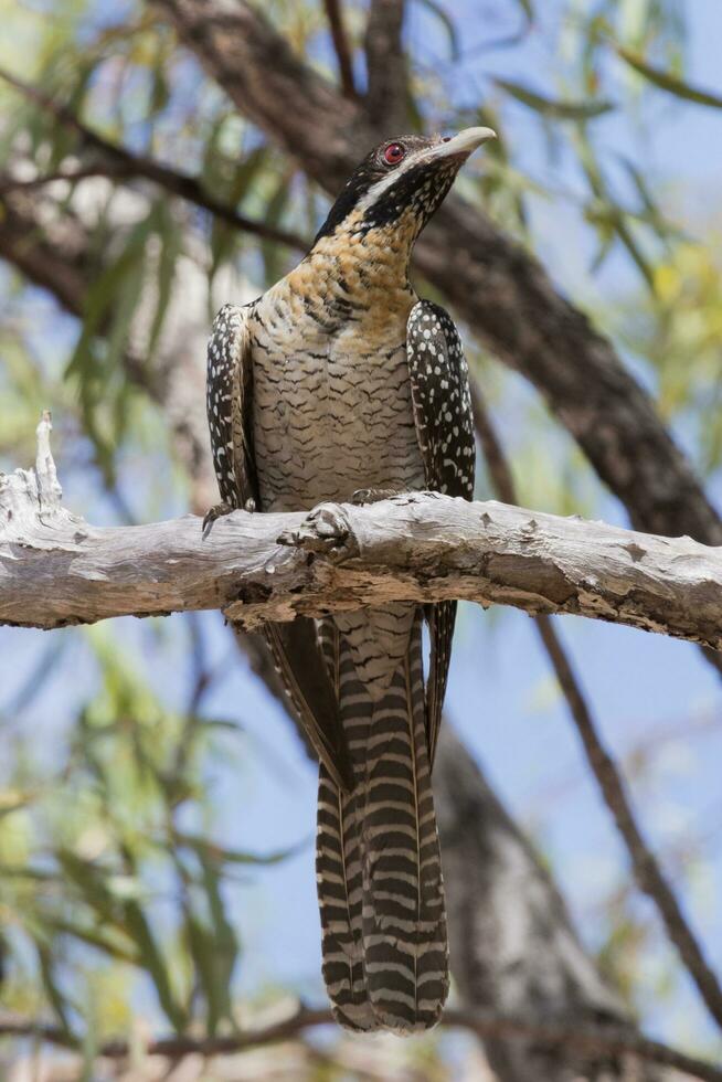 pacífico koel dentro Austrália foto