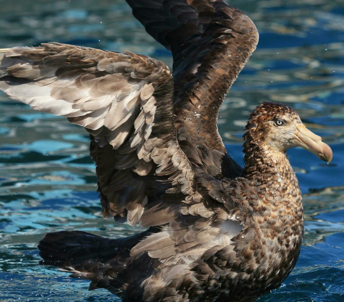 norte gigante petrel foto