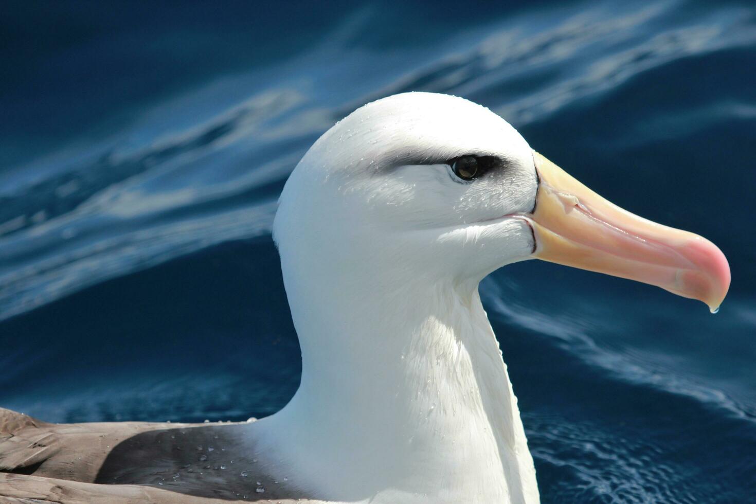 sobrancelha negra albatroz dentro australasia foto