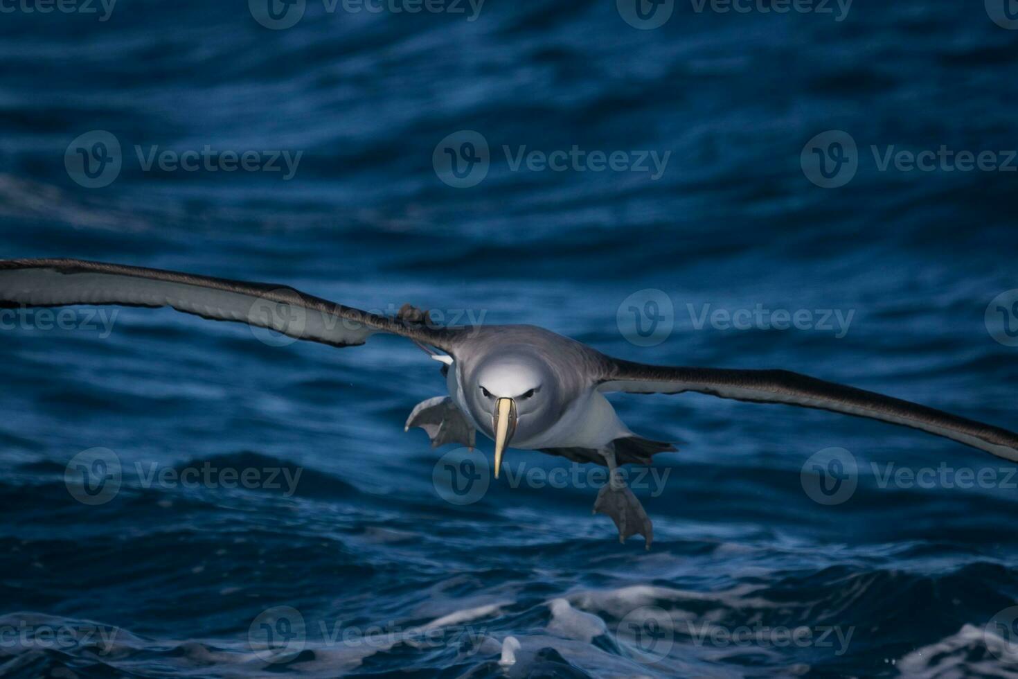 de salvin mollymawk albatroz foto