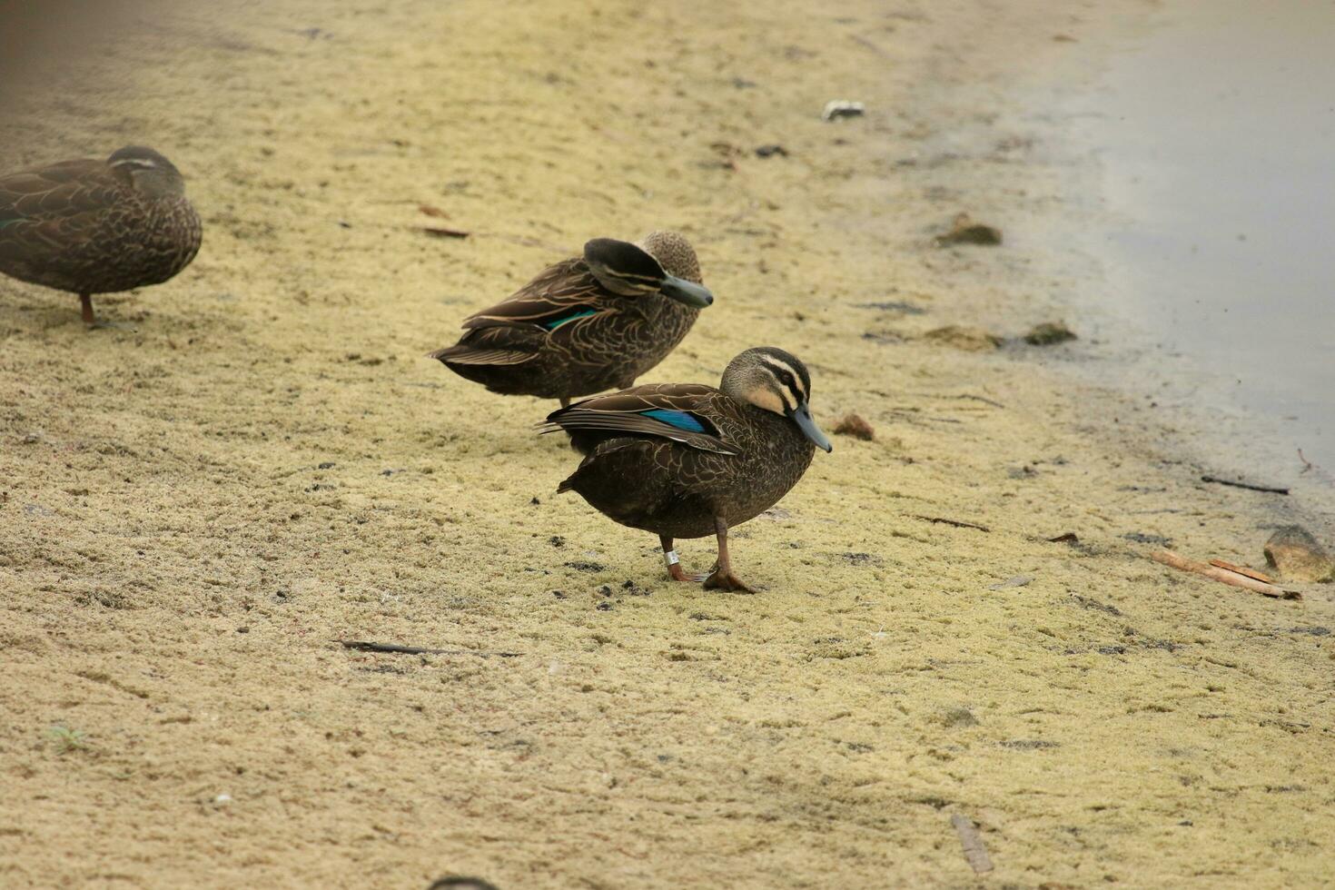 pato preto pacífico foto