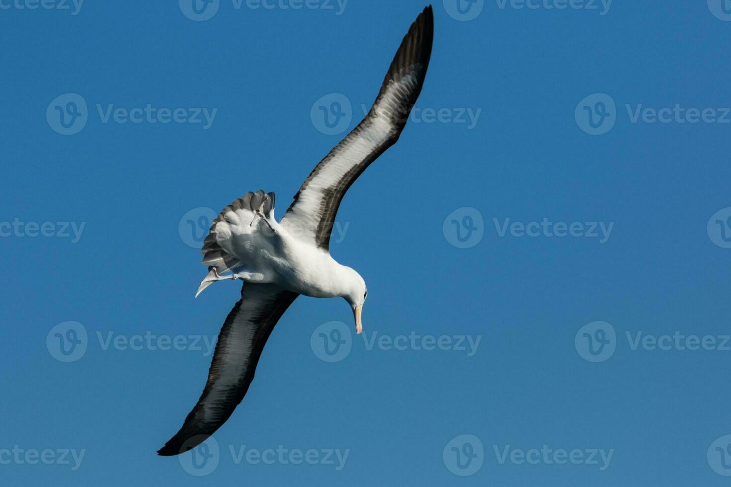 sobrancelha negra albatroz dentro australasia foto