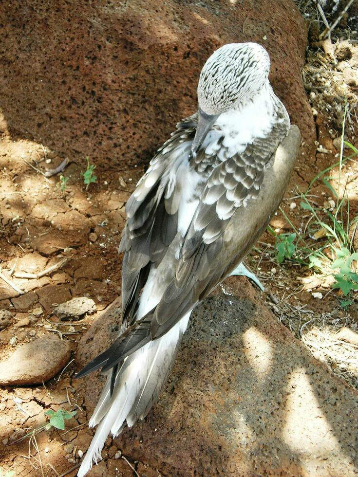 de pés azuis booby em a galápagos ilhas foto