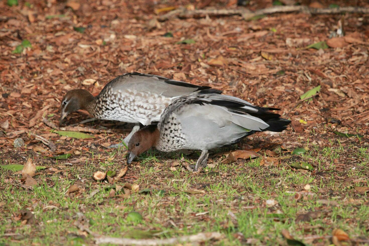 pato-australiano foto