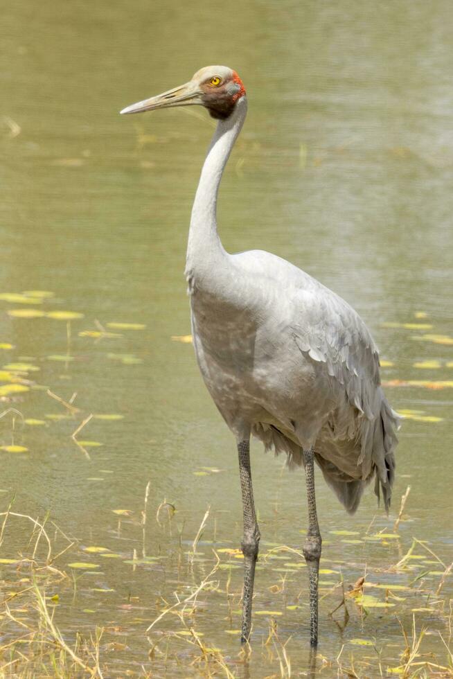 brolga guindaste dentro Austrália foto