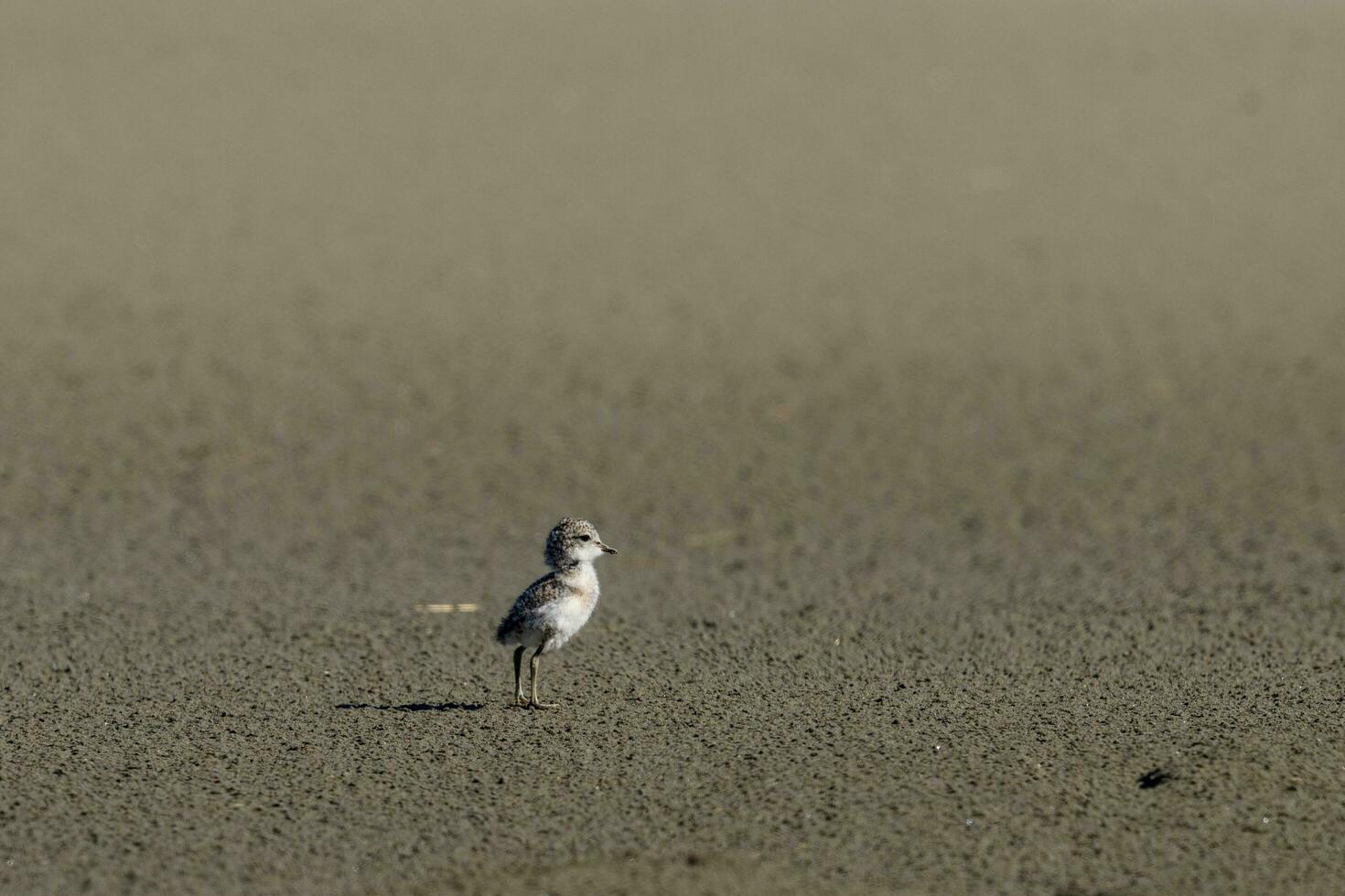 banda dupla dotterel dentro Novo zelândia foto