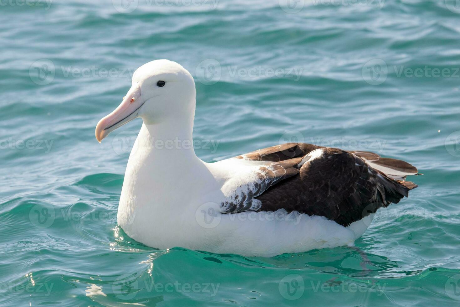 albatroz real do norte foto