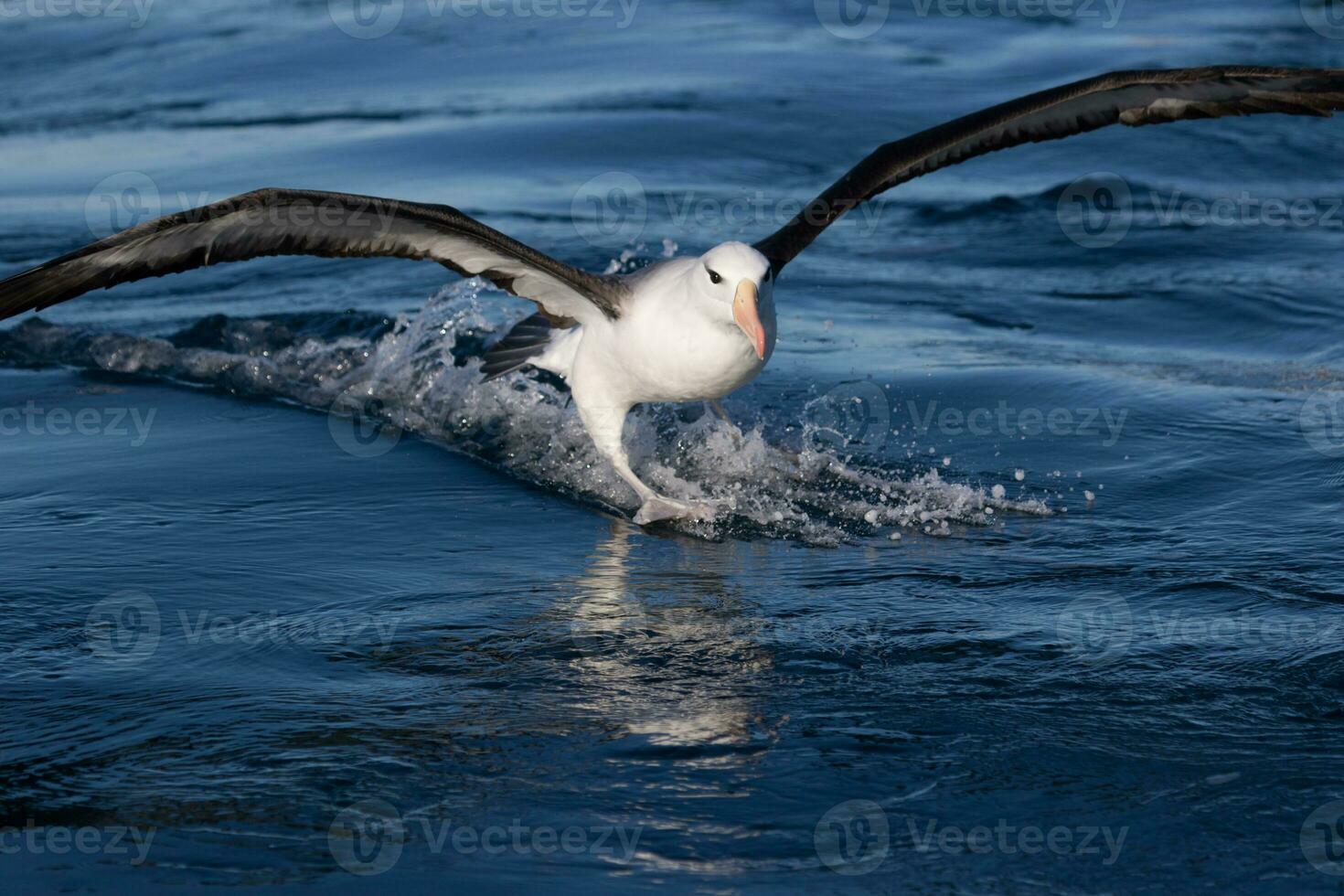 sobrancelha negra albatroz dentro australasia foto