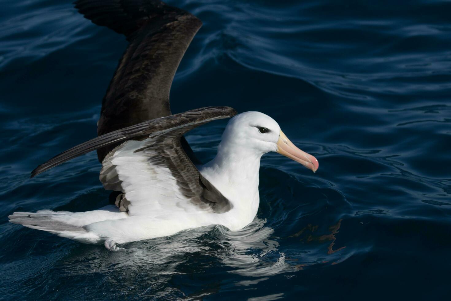 sobrancelha negra albatroz dentro australasia foto