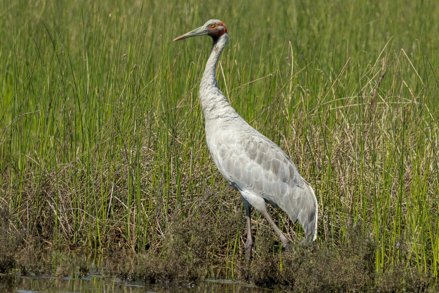 brolga guindaste dentro Austrália foto