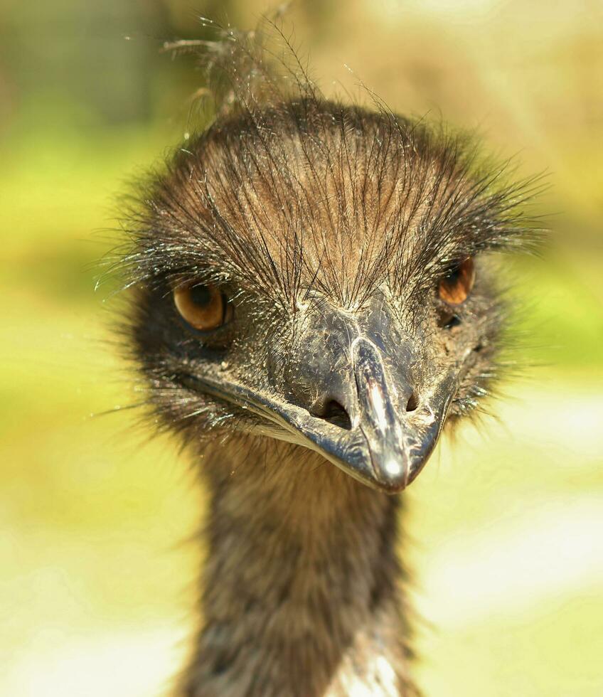 emu endêmico pássaro do Austrália foto