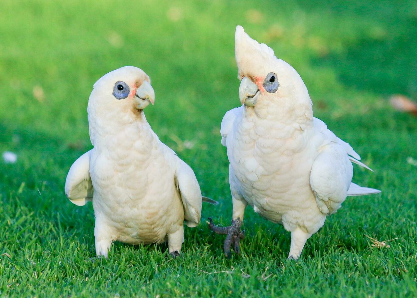 pequeno Corella dentro Austrália foto