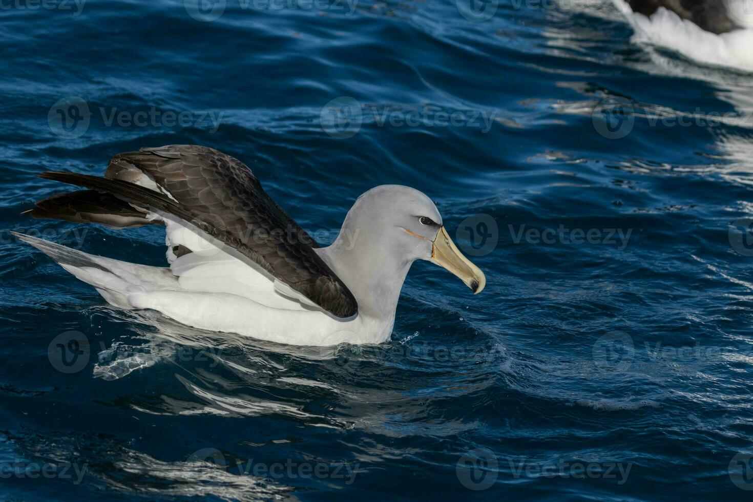 de salvin mollymawk albatroz foto