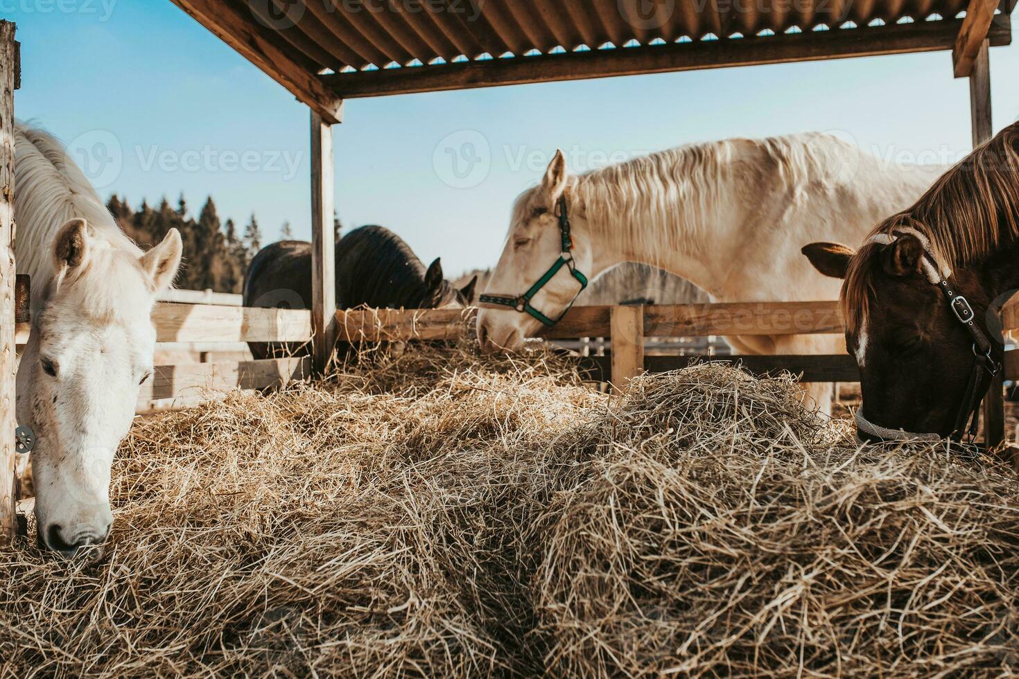 em uma cavalo fazenda, seleção e Reprodução do cavalos para equitação e corrida foto