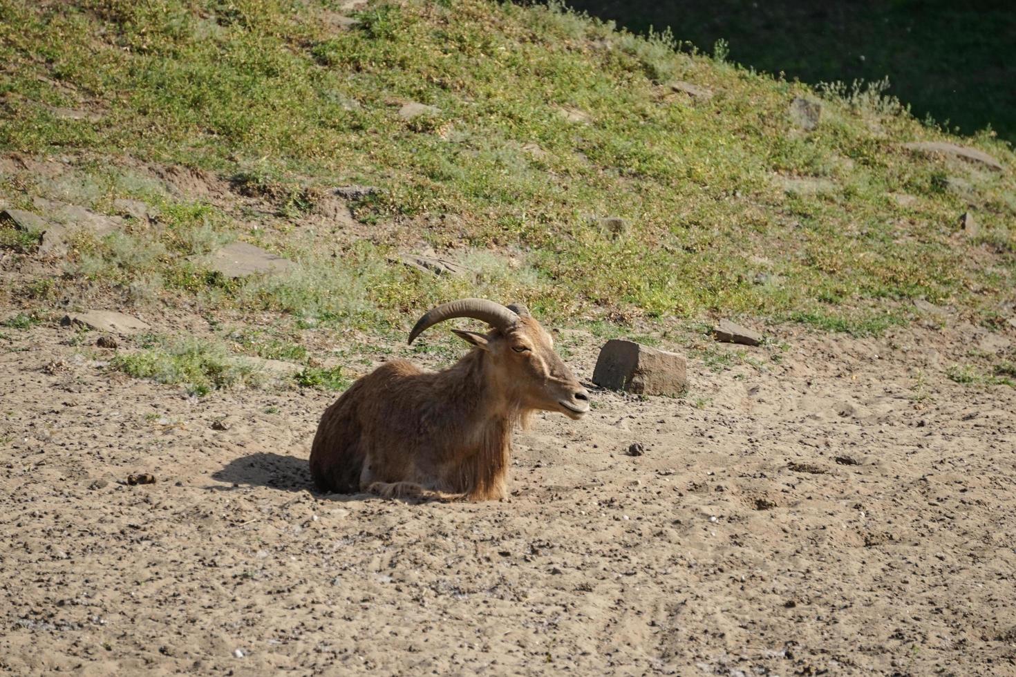 retrato de uma cabra montesa em uma colina foto
