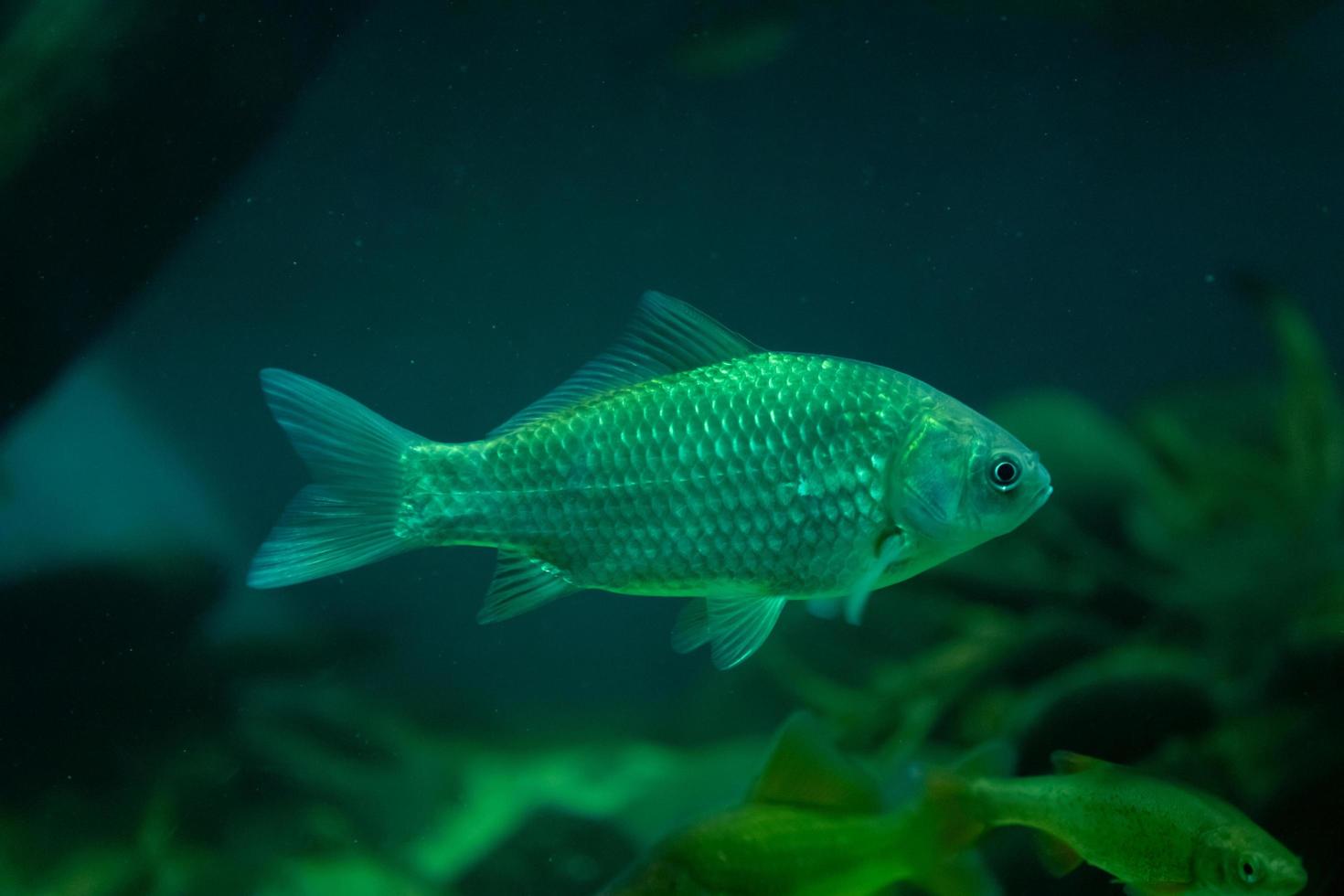 peixes amarelos de aquário no fundo da água foto