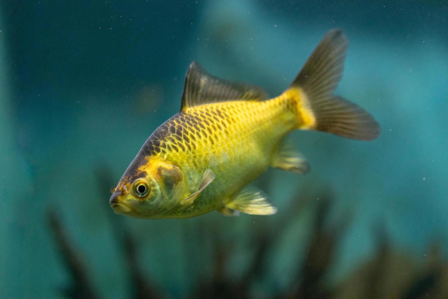 peixes amarelos de aquário no fundo da água foto