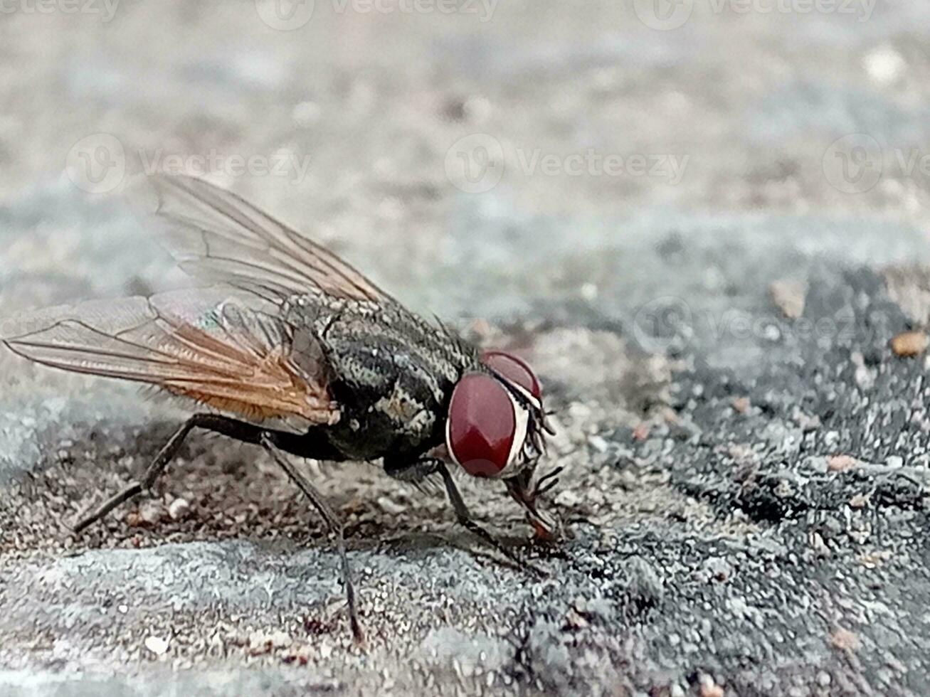 adulto casa mosca do a espécies musca domestica foto