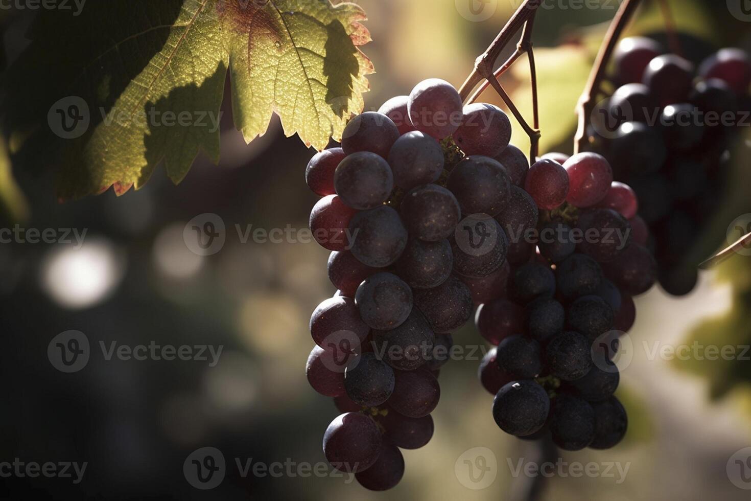 uvas suspensão a partir de uma videira em uma ensolarado dia, criada com generativo ai foto