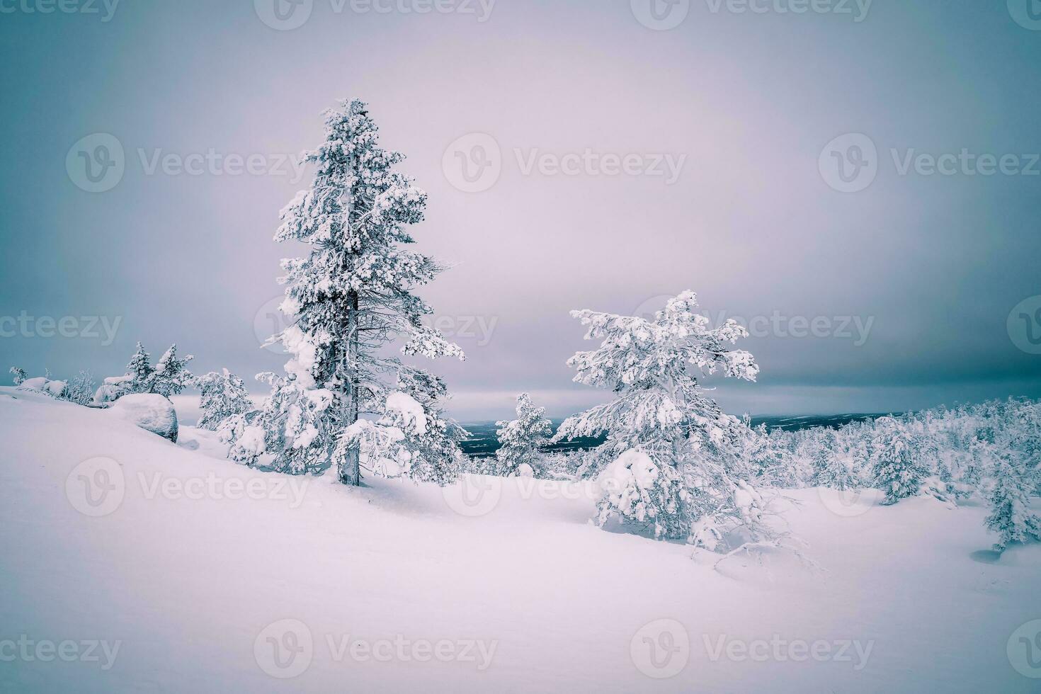 inverno azul-rosa minimalista norte fundo com árvores gesso com neve contra uma Sombrio dramático céu. ártico severo natureza. místico fada conto do a inverno enevoado floresta. foto