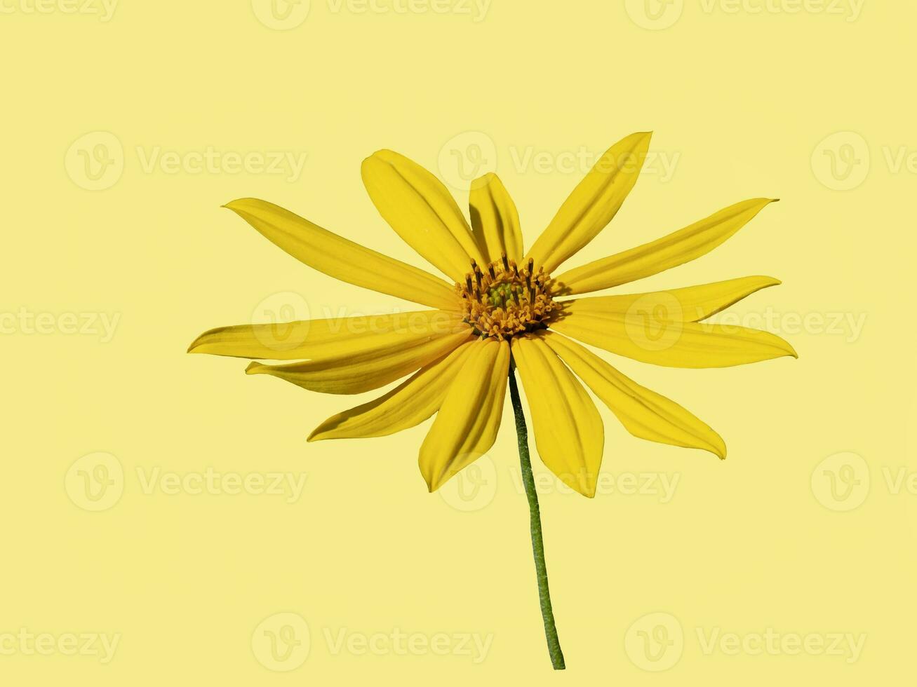 lindo amarelo Jerusalém Alcachofra flor isolar em uma amarelo fundo foto