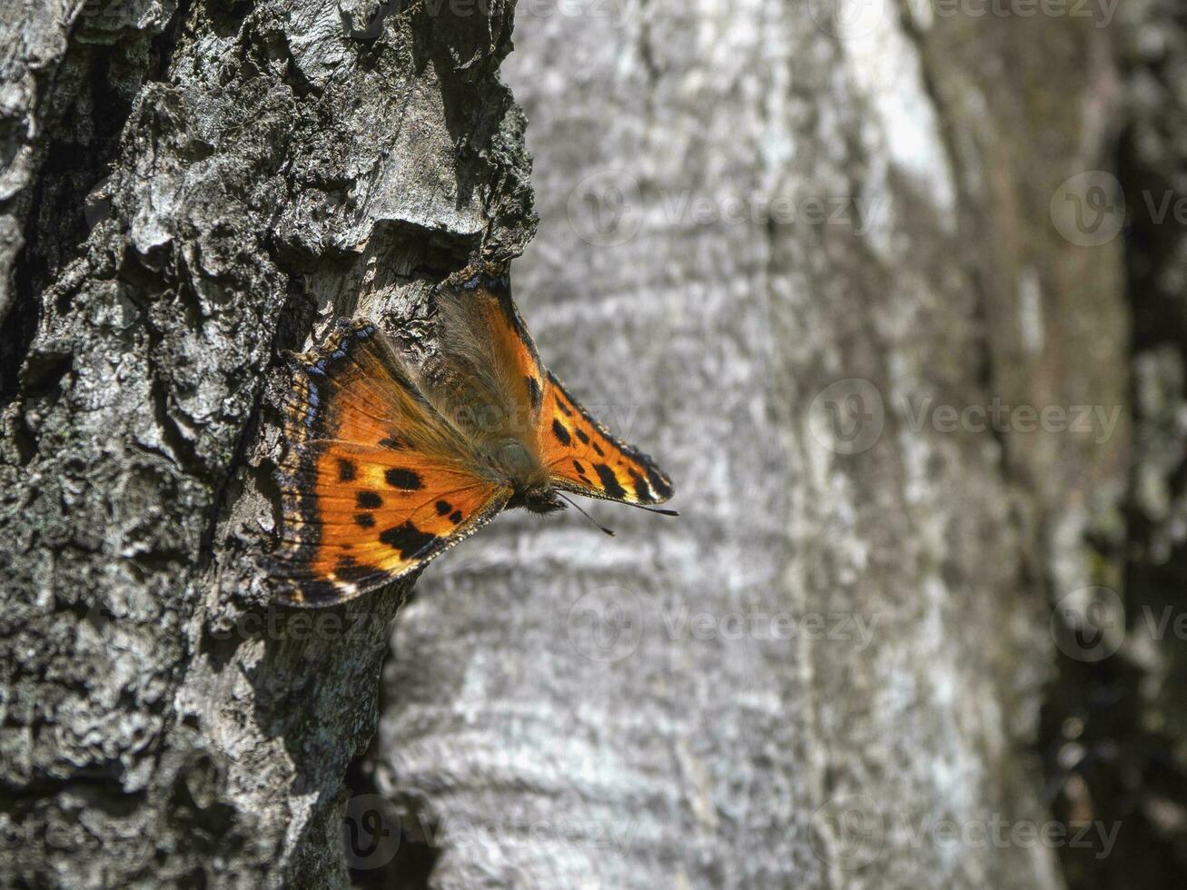 a Castanho carriça borboleta descansos em a latido do uma árvore foto