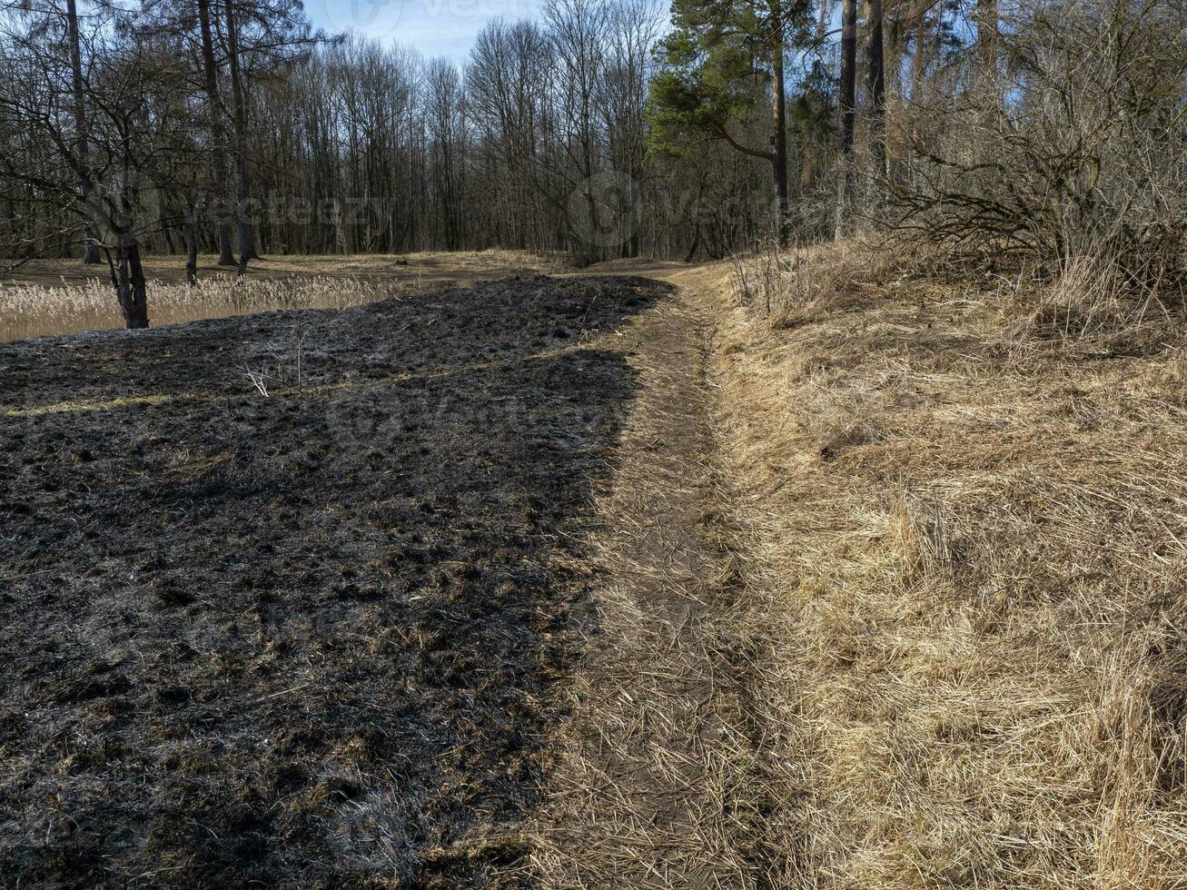 queimado grama. uma campo com queimado grama. intencional incêndio culposo. a destruição do insetos. ecológico desastre foto