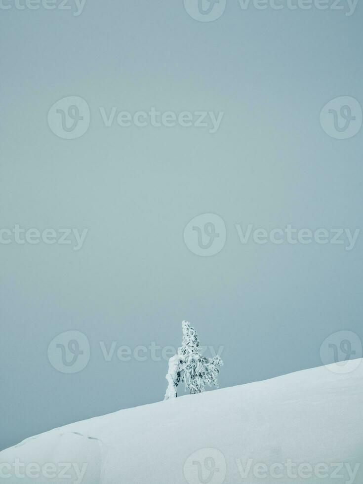 vertical minimalista fundo com uma coberto de neve solitário árvore em uma montanha declive. mágico bizarro silhueta do árvore estão gesso com neve. ártico severo natureza. cópia de espaço. foto