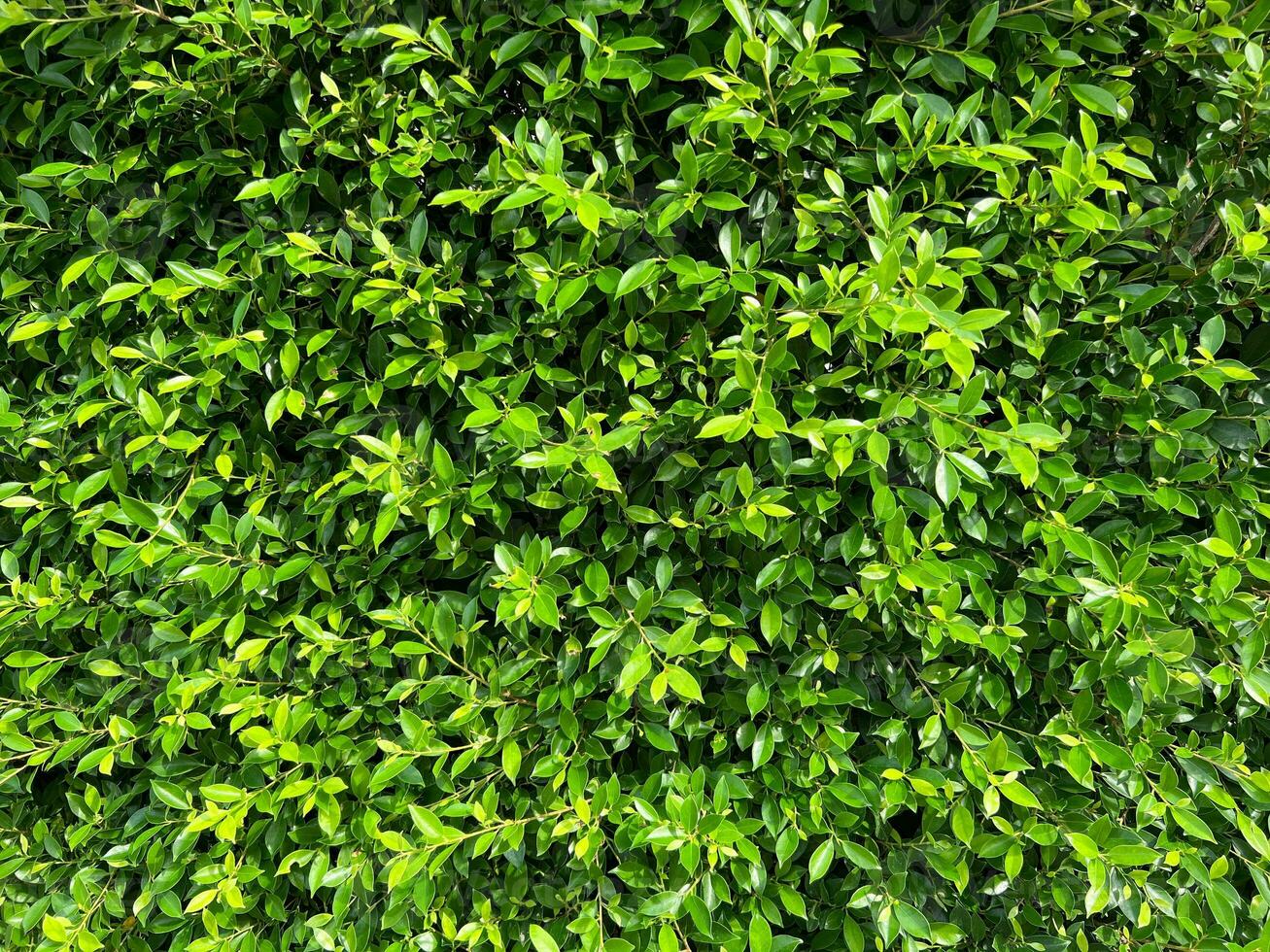 lindo verde decorativo árvore muro. fundo conceito foto