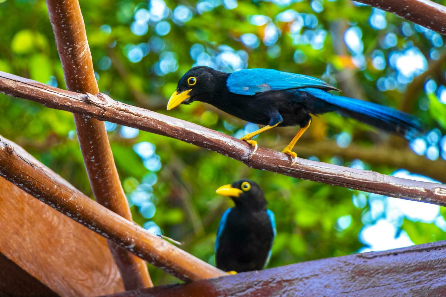 yucatan Jay pássaro pássaros dentro árvores tropical selva natureza México. foto