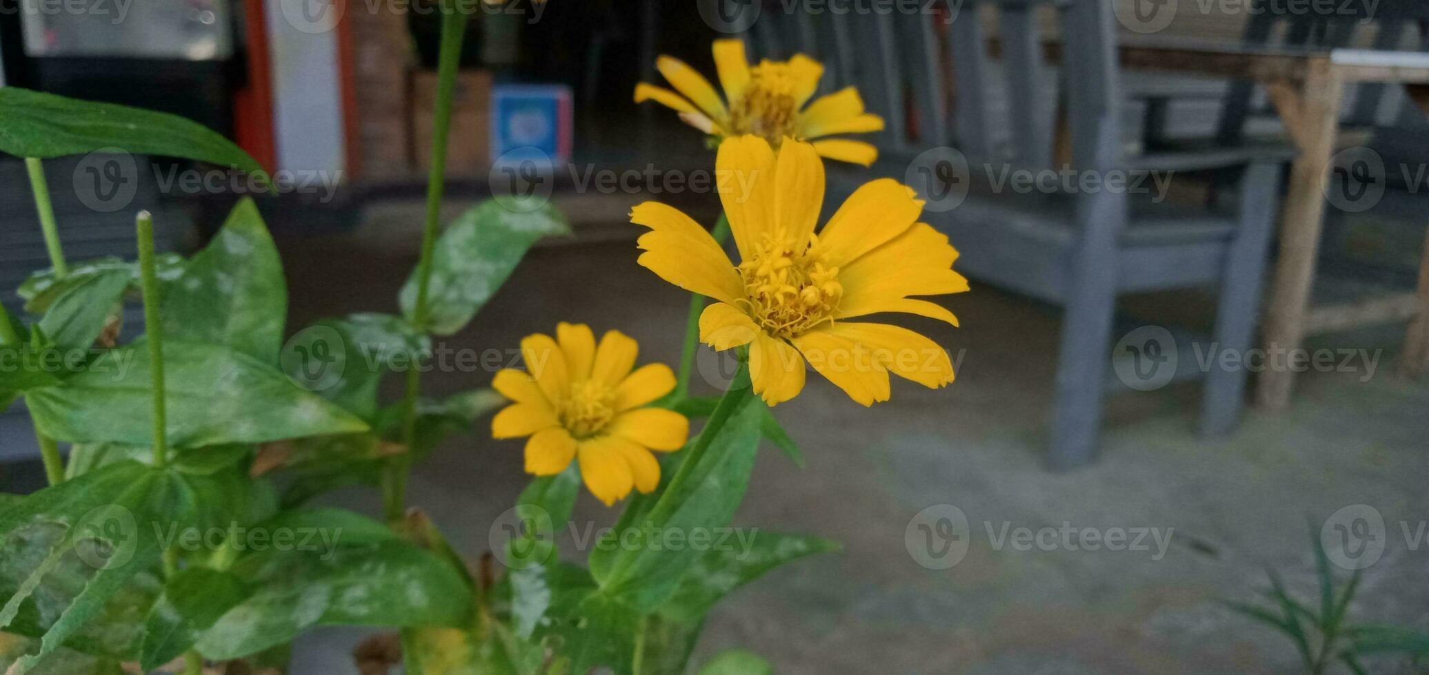 natureza fotografia - amarelo wedelia chinensis flor foto