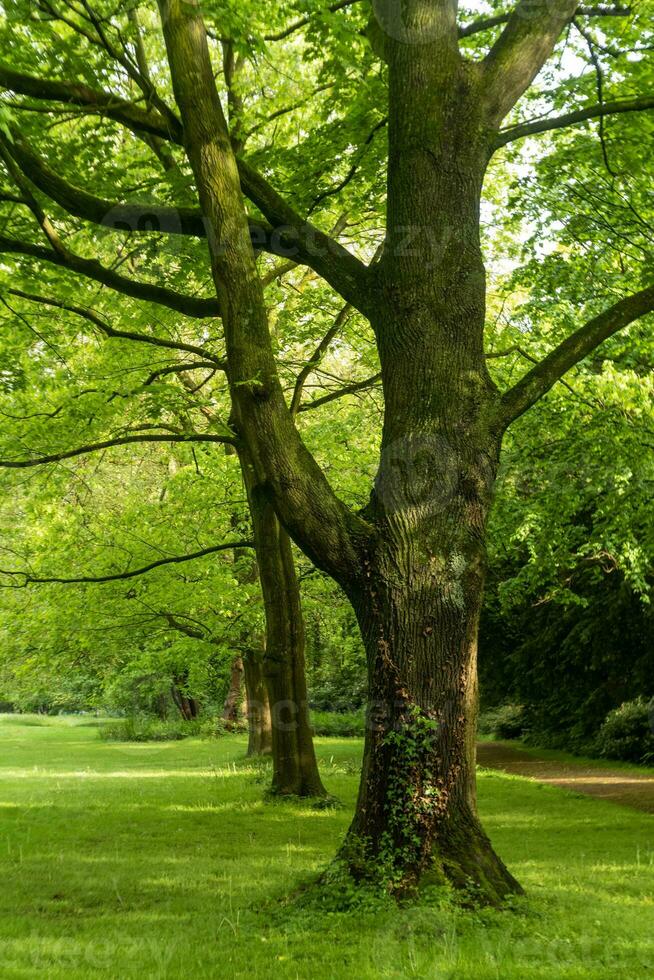 lindo árvore dentro a manhã dentro a Primavera foto